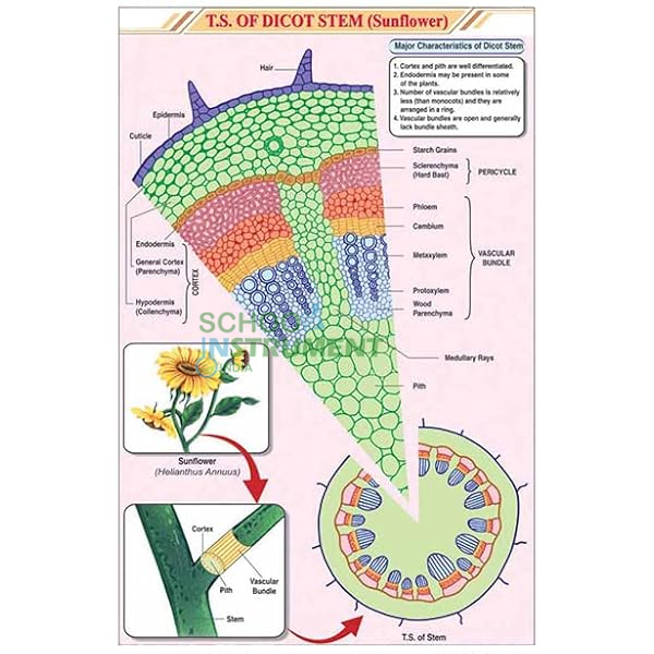 Stem Charts, Botany